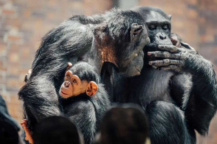 Hình con tinh tinh tinh nghịch khám phá môi trường