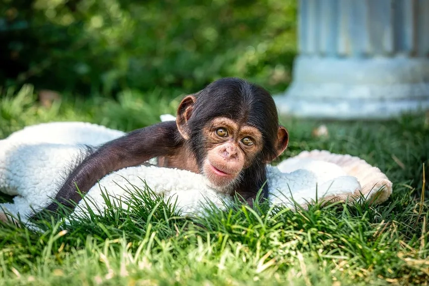 Hình ảnh tinh tinh trưởng thành thể hiện trí thông minh