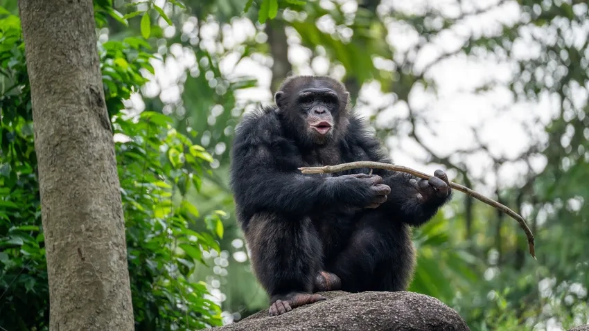 Tinh tinh hoang dã sinh hoạt tự nhiên giữa rừng rậm