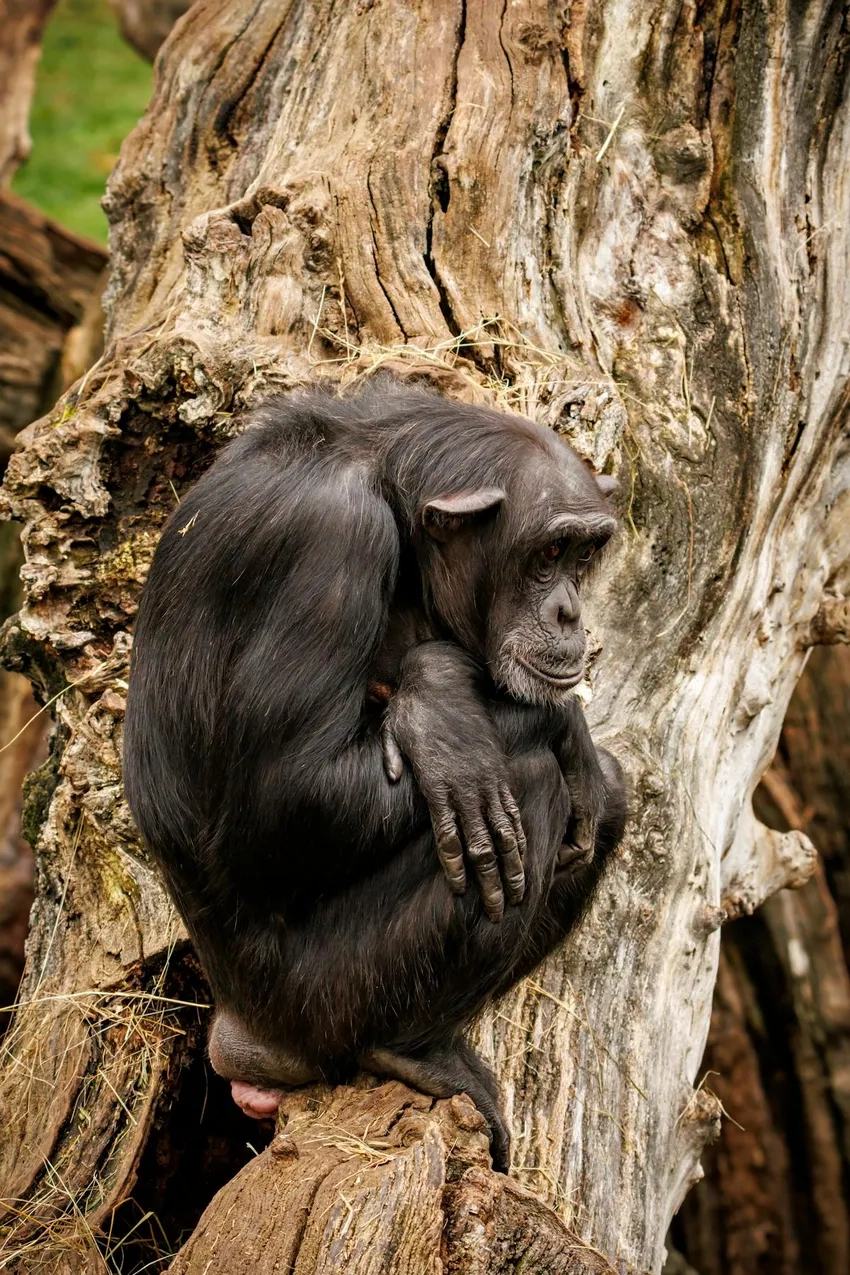 Hành vi tinh tinh thông minh và đầy tò mò