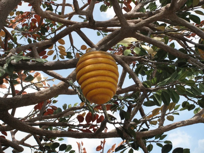 Khám phá tổ ong nghệ thuật ngoài trời đầy sức sống