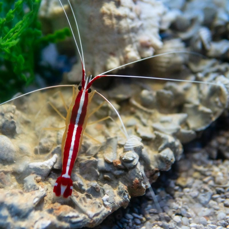 Tôm bác sĩ là gì sinh vật chuyên dọn ký sinh