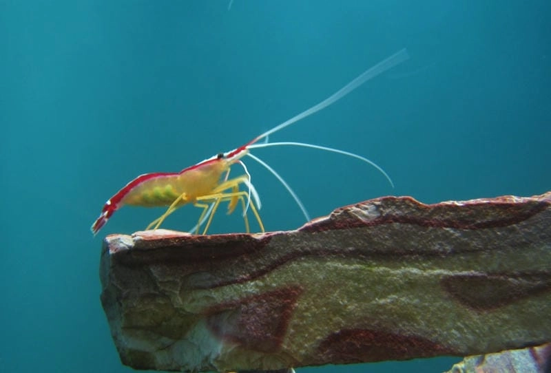 Tập tính tôm bác sĩ hiền hòa sống cộng sinh