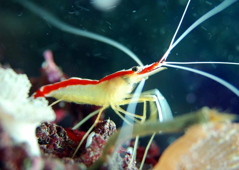 Các loại tôm bác sĩ đa dạng màu sắc và loài