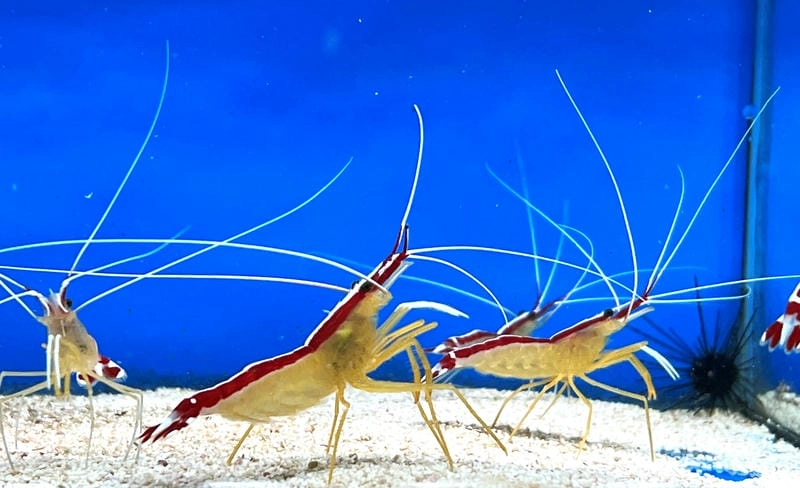 Hình ảnh tôm bác sĩ nổi bật giữa rạn san hô