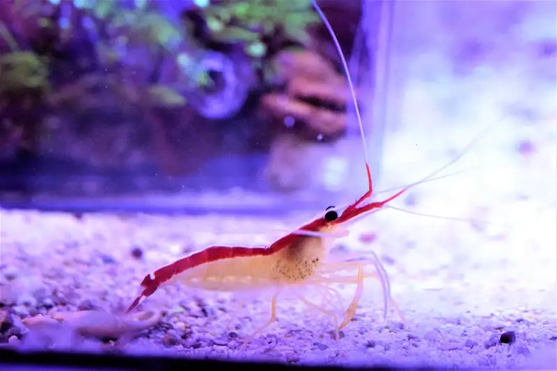 Thức ăn tôm bác sĩ chủ yếu là ký sinh và vụn thừa