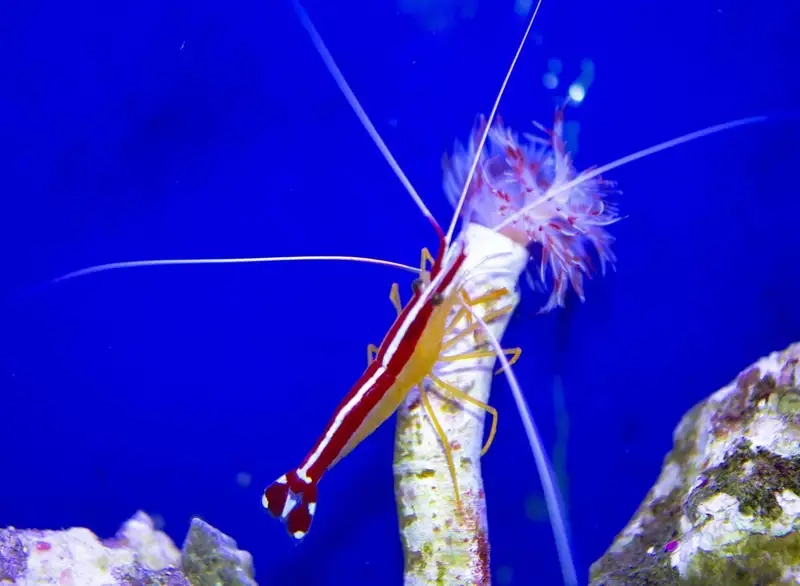 Tôm bác sĩ ăn gì câu hỏi phổ biến của người nuôi