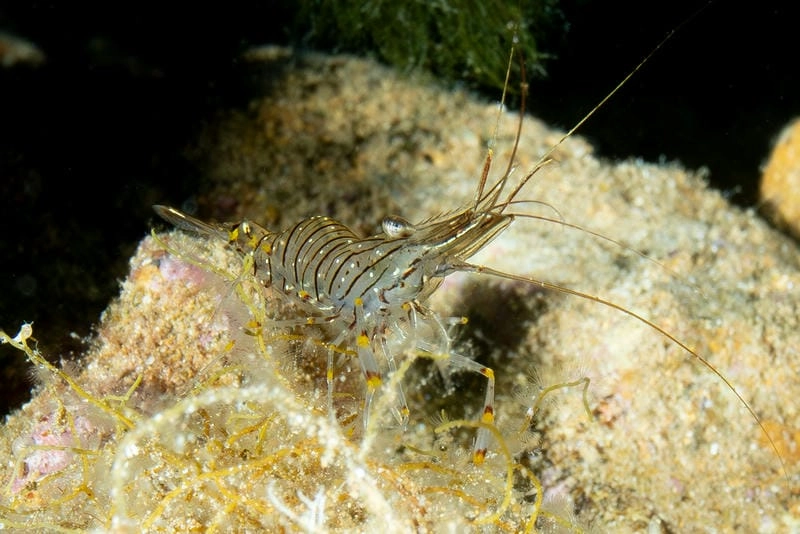 Đặc điểm tôm gai thân lớn vỏ cứng nhiều gai