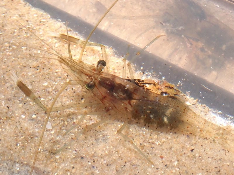 Các loại tôm gai đa dạng theo vùng sinh sống