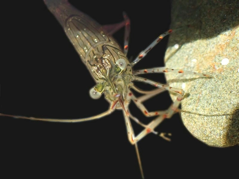 Tôm gai tiếng anh là spiny lobster phổ biến