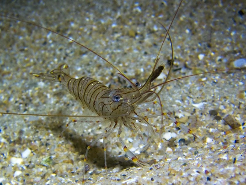 Tôm gai lột xác giúp tăng trưởng kích thước