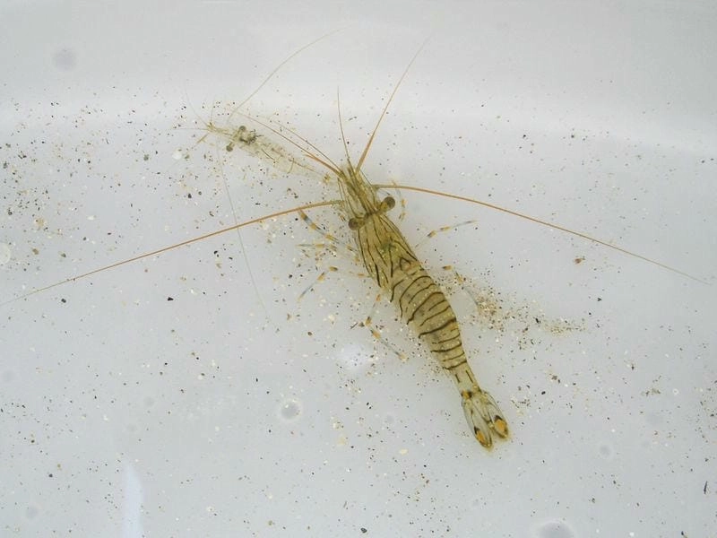 Vỏ tôm gai cứng chắc bảo vệ cơ thể