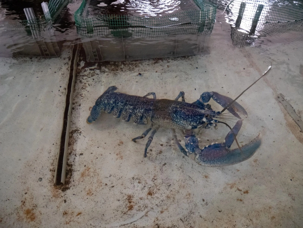 Tôm hùm nướng phô mai hình ảnh hấp dẫn cho thực đơn