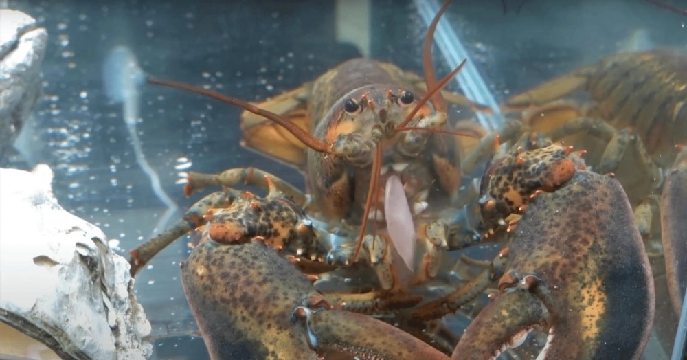 Vẻ đẹp rực rỡ của tôm hùm bông trong rặng san hô