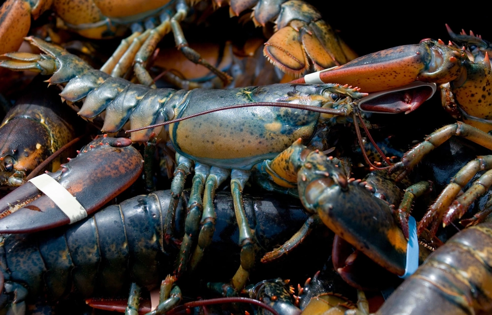 Cấu tạo tôm hùm chi tiết qua góc nhìn sinh học