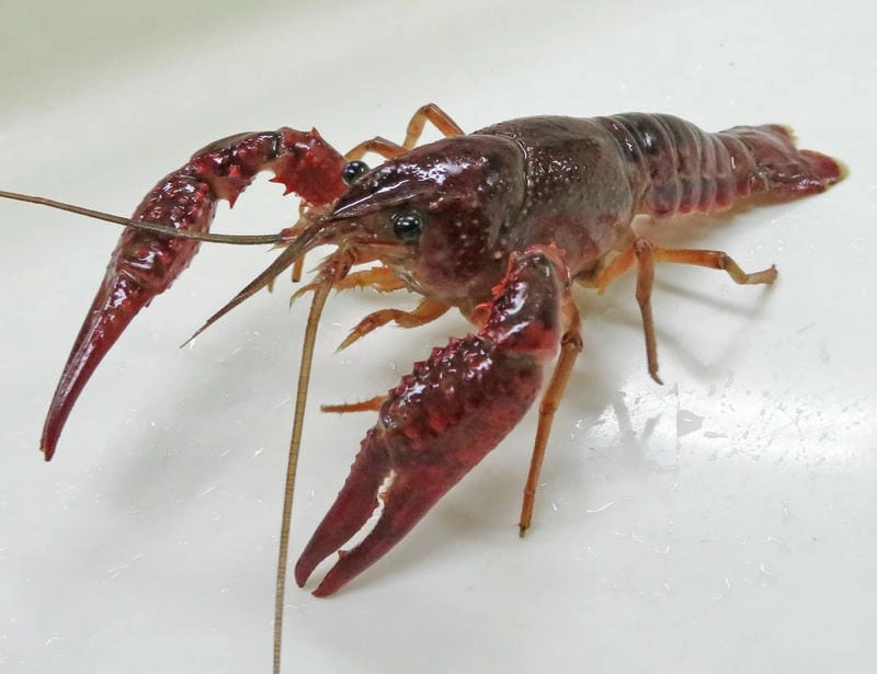 Thức ăn tôm hùm đất đa dạng từ thực vật đến động vật