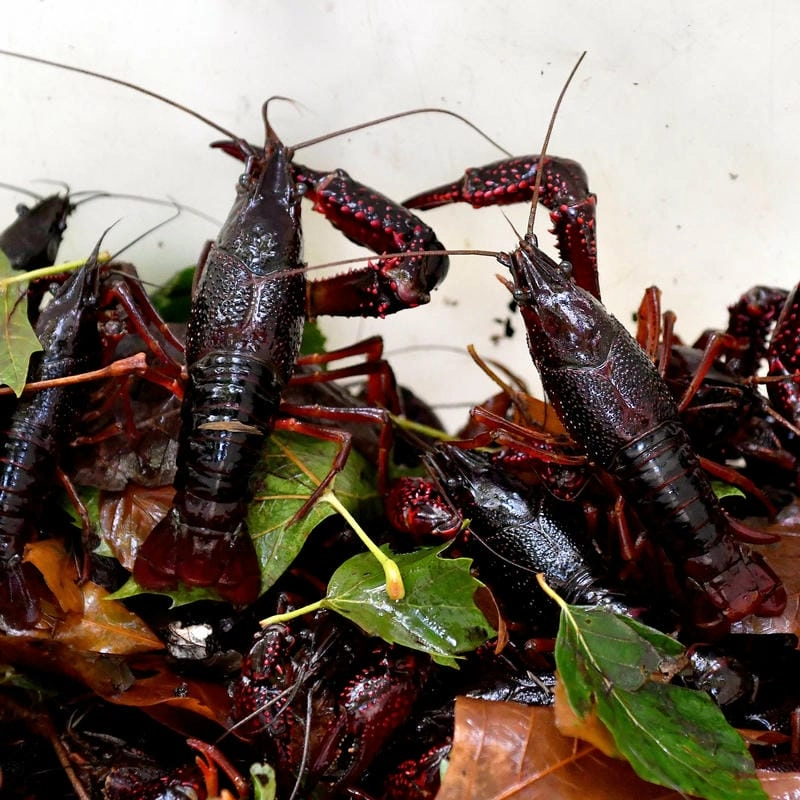 Tác hại của tôm hùm đất ảnh hưởng môi trường tự nhiên