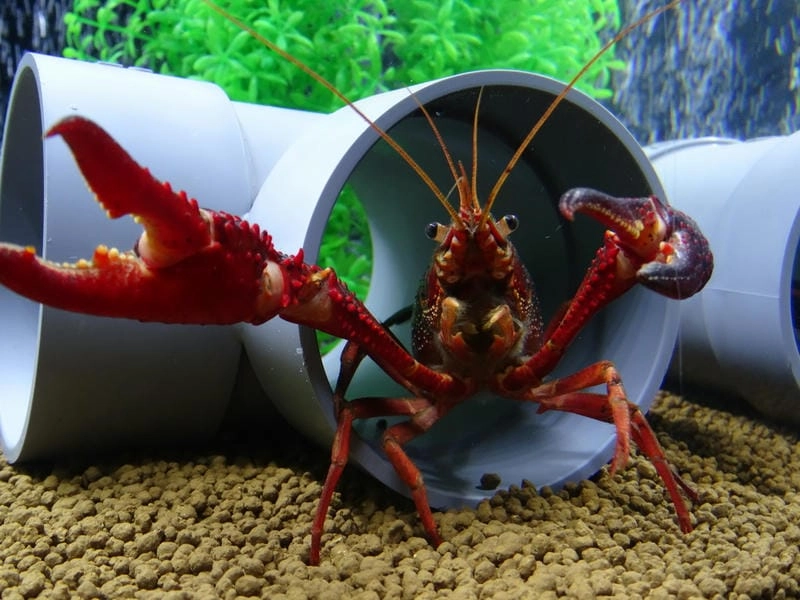 Hình ảnh tôm hùm đất chân thực dễ nhận biết