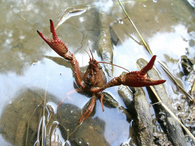 Hình nền tôm hùm đất mang vẻ đẹp hoang dã