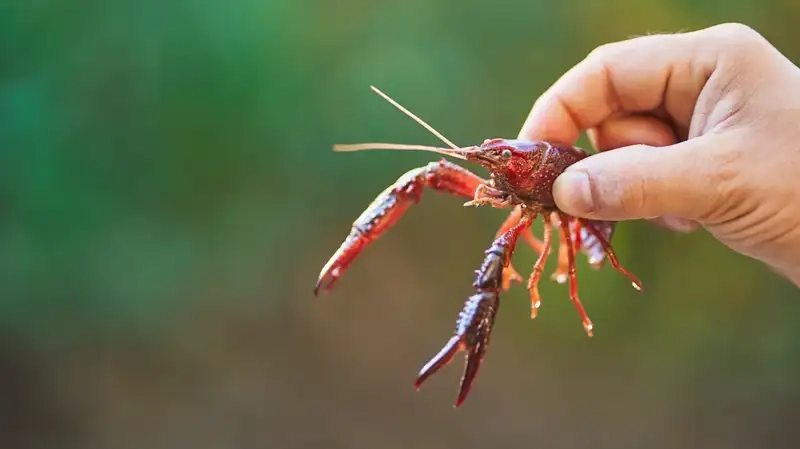 Nuôi tôm hùm đất tiềm ẩn nhiều rủi ro sinh thái