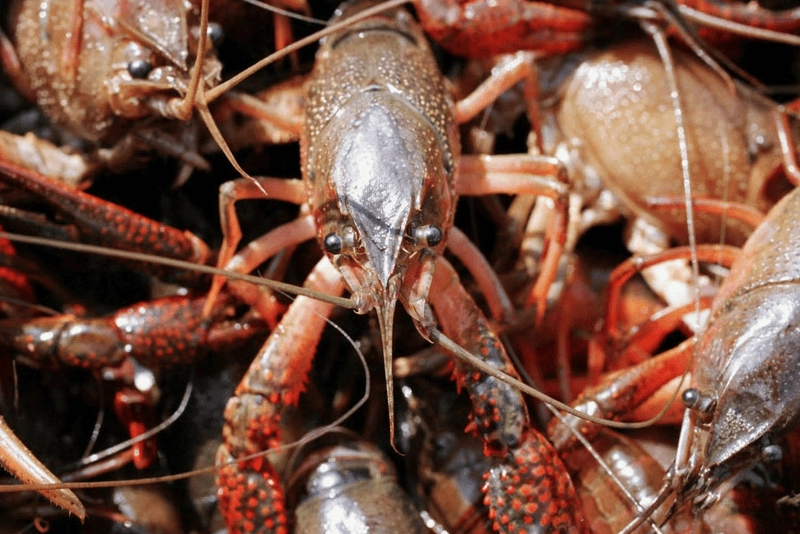 Kích thước tôm hùm đất thay đổi theo môi trường