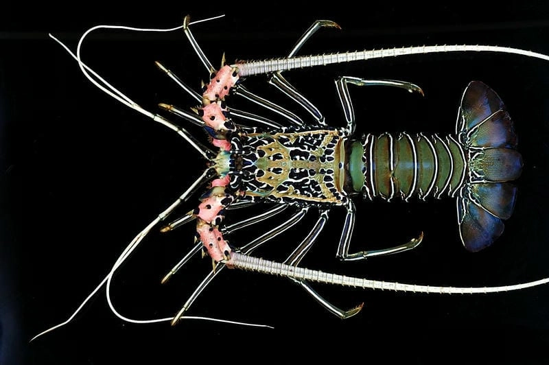 Tôm hùm tre sống ở đâu thường tại rạn đá ven bờ