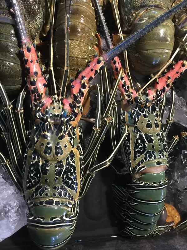 Con tôm hùm tre gây ấn tượng mạnh nơi biển xanh