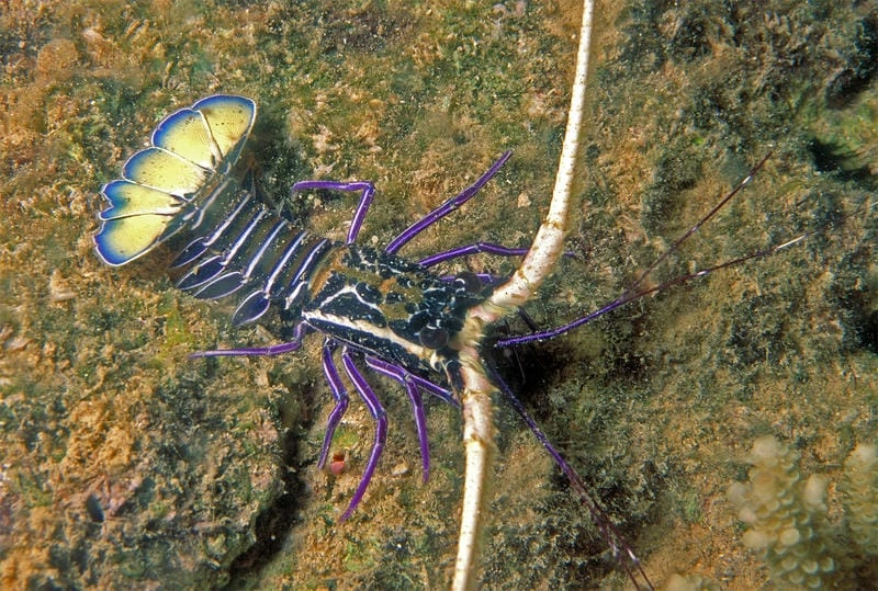 Tôm hùm tre wiki cung cấp thông tin sinh học