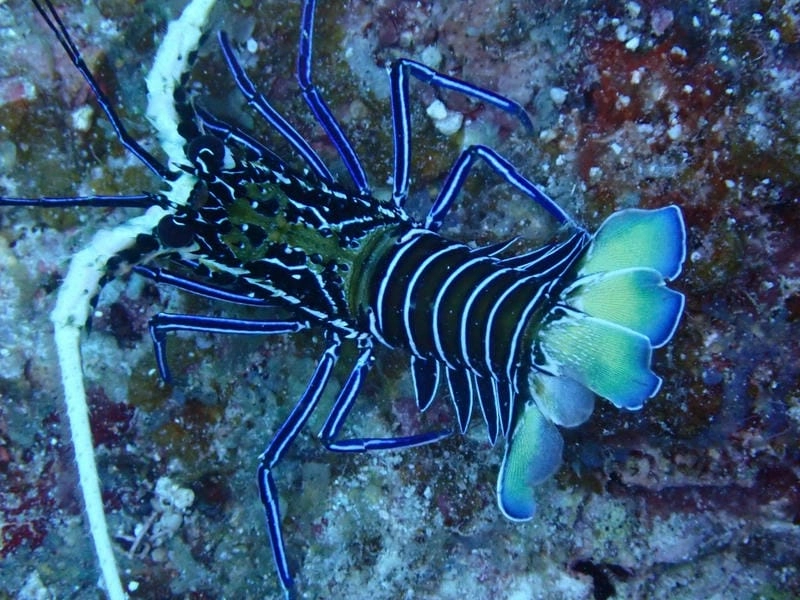 Các loại tôm hùm tre phân bố nhiều vùng biển