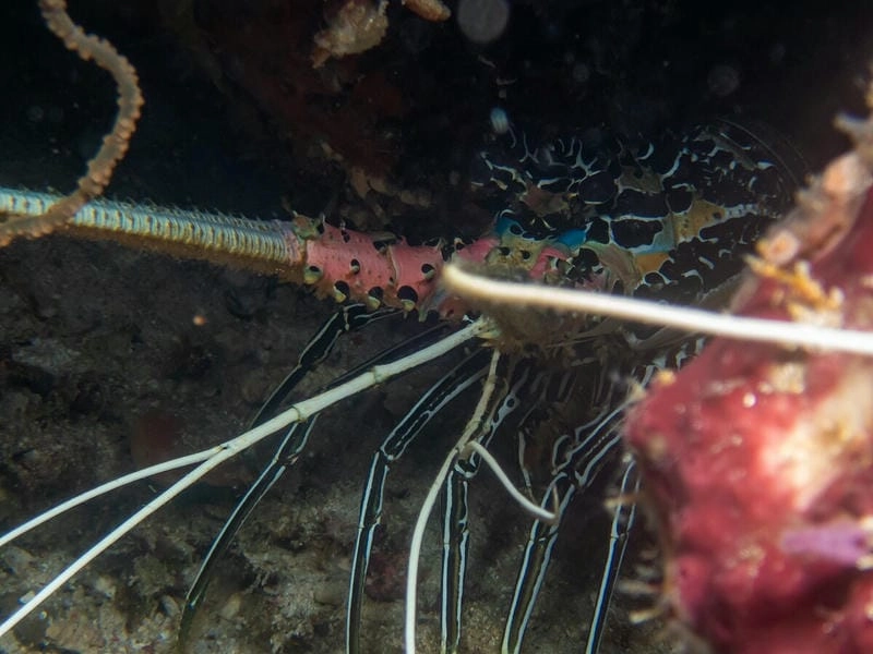 Hình nền tôm hùm tre mang vẻ đẹp đại dương