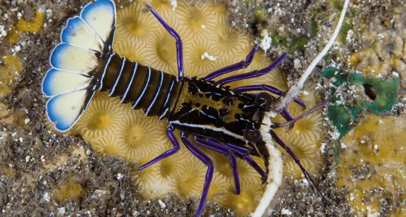 Tôm hùm tre thiên nhiên sống ẩn dưới rạn đá