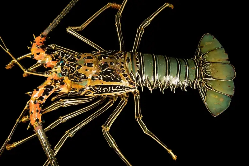 Mùa tôm hùm tre được ngư dân mong đợi