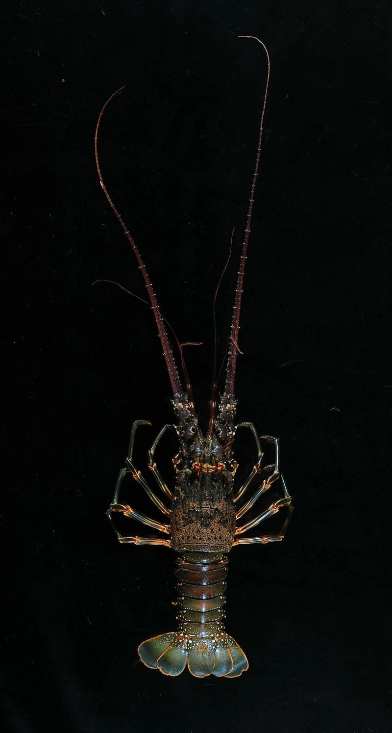 Nuôi tôm hùm tre mang lại giá trị kinh tế