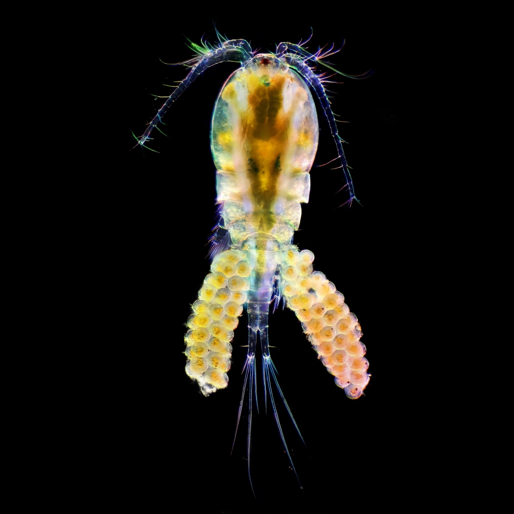 Cận cảnh cấu tạo của tôm Krill dưới kính hiển vi vô cùng sắc nét