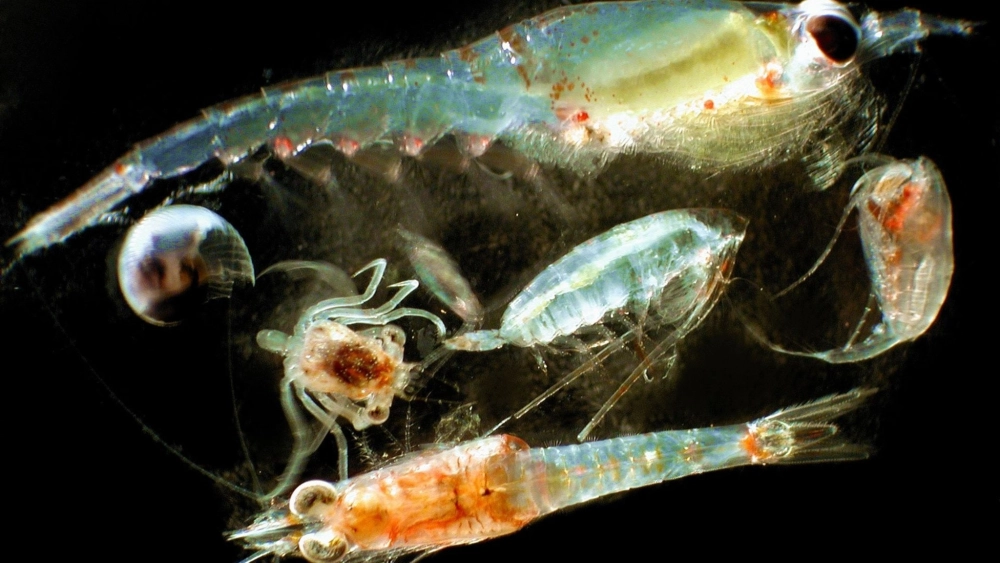 Hoạt động khai thác tôm Krill bền vững tại vùng cực