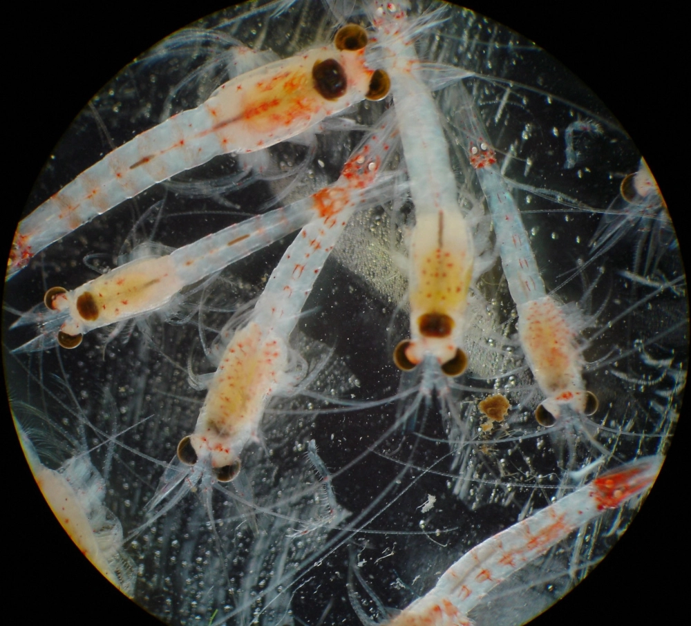 Tôm Krill bơi theo đàn tạo nên dải màu rực rỡ