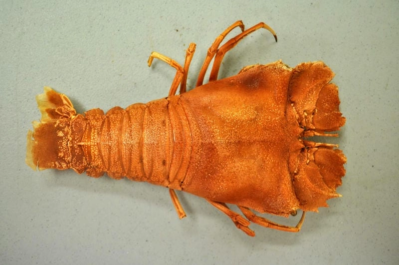 Tôm mũ ni là con gì khiến nhiều người tò mò