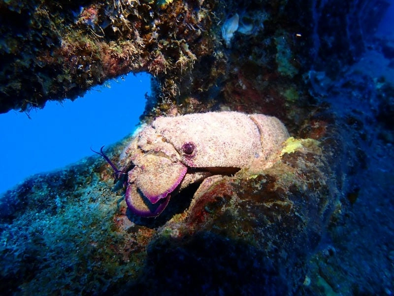 Tôm mũ ni có độc không là câu hỏi phổ biến