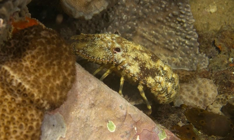 Nuôi tôm mũ ni đòi hỏi kỹ thuật chuyên sâu