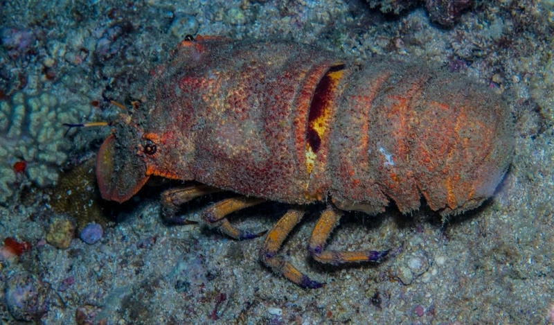 Tôm mũ ni thiên nhiên mang giá trị sinh thái