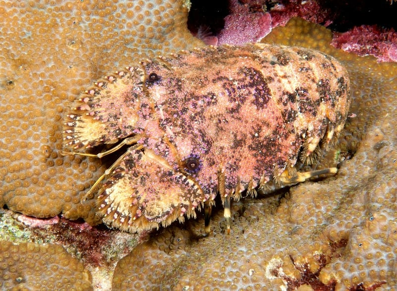 Hình ảnh tôm mũ ni thể hiện vẻ đẹp hoang dã