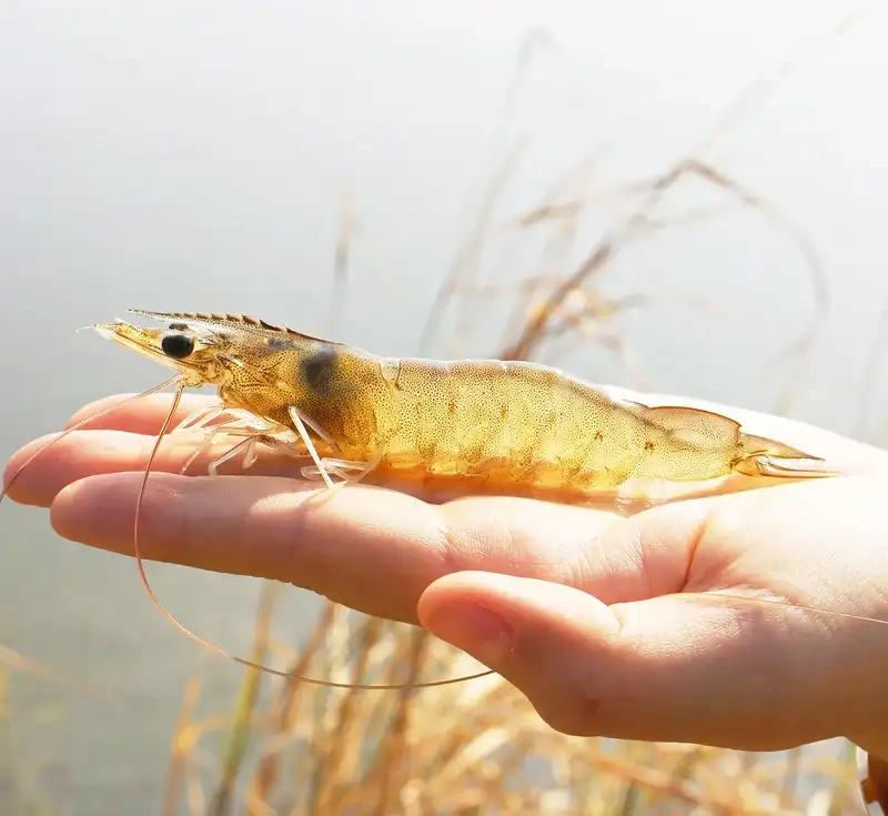 Tôm thẻ mang giá trị kinh tế cao hiện nay