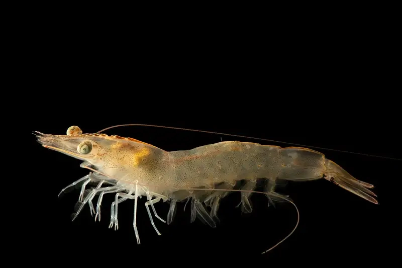 Ảnh tôm thẻ đẹp thu hút người xem