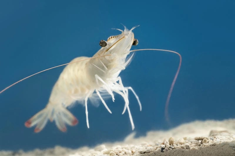 Kỹ thuật nuôi tôm thẻ đòi hỏi kiểm soát tốt