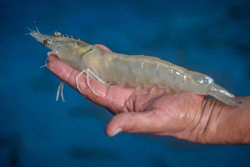 Nguồn gốc tôm thẻ xuất phát từ châu Mỹ