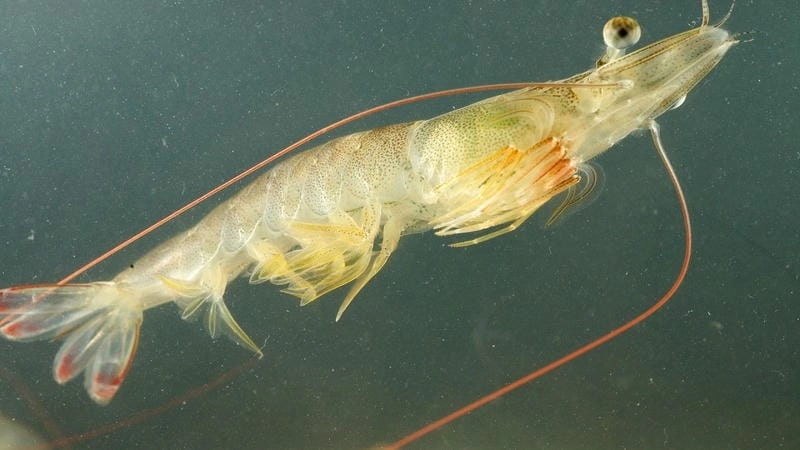 Tôm thẻ thâm canh cho sản lượng vượt trội