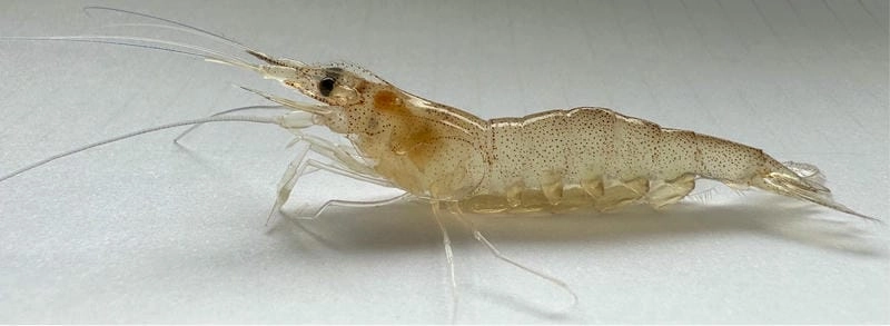 Mật độ nuôi tôm thẻ ảnh hưởng tỷ lệ sống