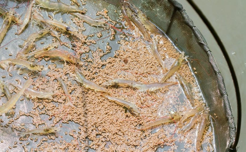 Tôm thẻ lột xác để tăng trưởng nhanh