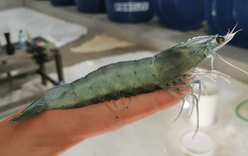 Hình ảnh tôm thẻ chân trắng rõ nét sinh động