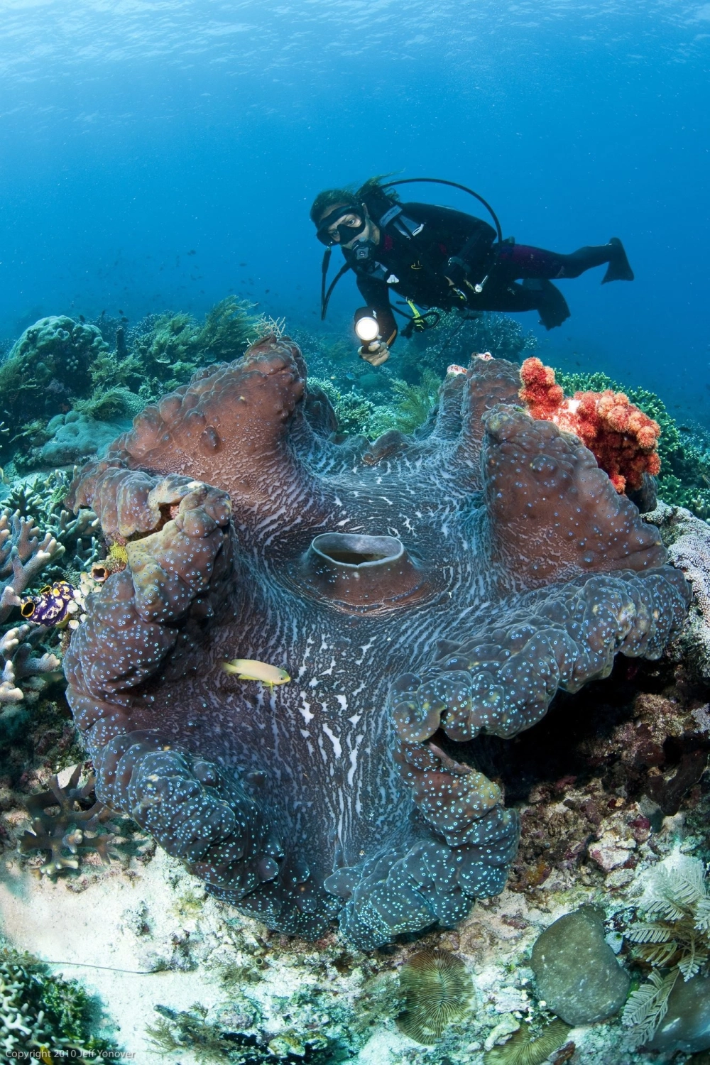 Vẻ đẹp của loài Trai tượng tridacna gigas tại công viên bảo tồn biển